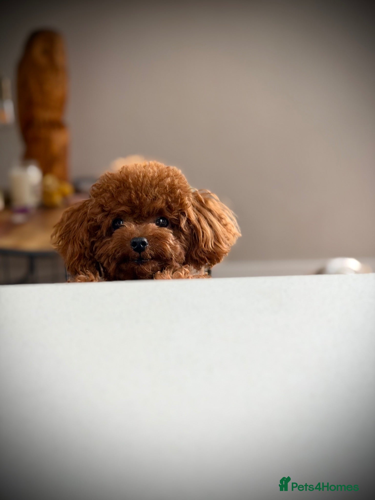 Toy Poodle dogs  🍒 Tiny Red Asian Poodle for Stud 🍒 - Advert 1