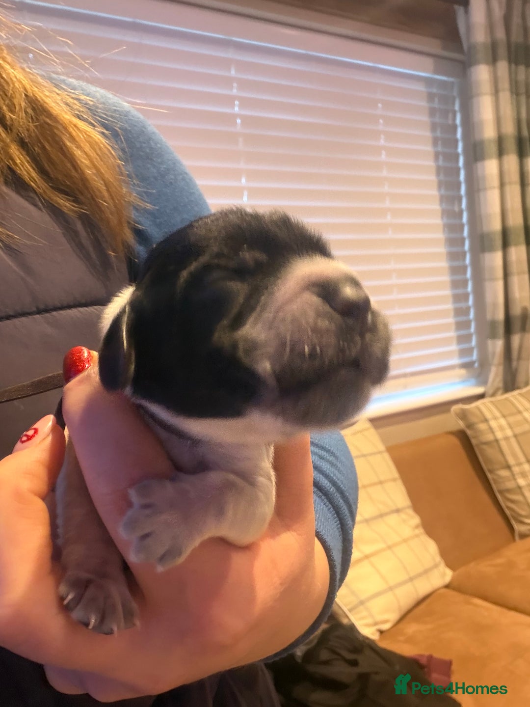 Cocker Spaniel dogs for sale: KC Registered Show Cocker puppies  - Advert 7