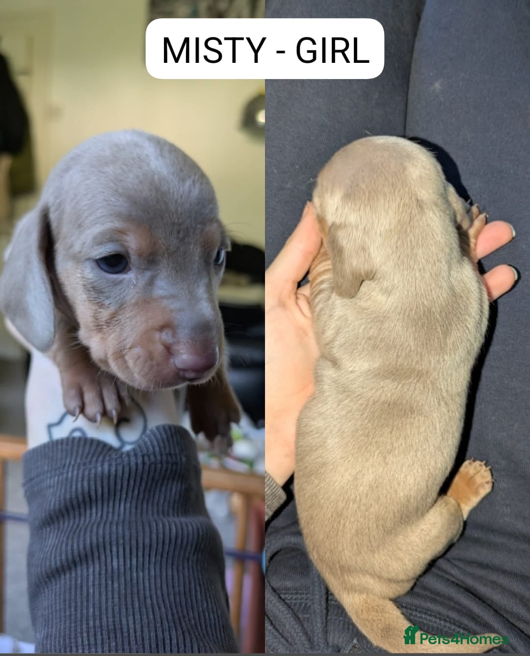 Miniature Dachshund dogs for sale: Mini dachshund’s puppies 8 weeks old - Advert 3