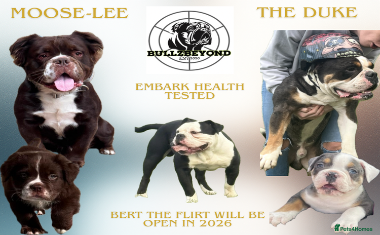 Olde English Bulldogge dogs in Doncaster - Advert 14