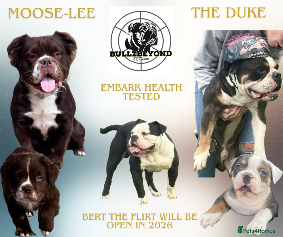 Olde English Bulldogge dogs for stud: BULLZBEYOND STUDS DM,HUU,CRM1 CLEAR in Doncaster - Advert 1
