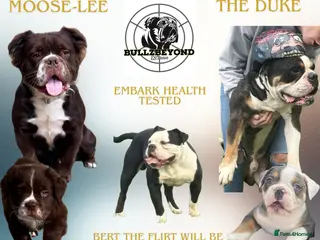 Olde English Bulldogge dogs BULLZBEYOND STUDS DM,HUU,CRM1 CLEAR in Doncaster - Advert 1