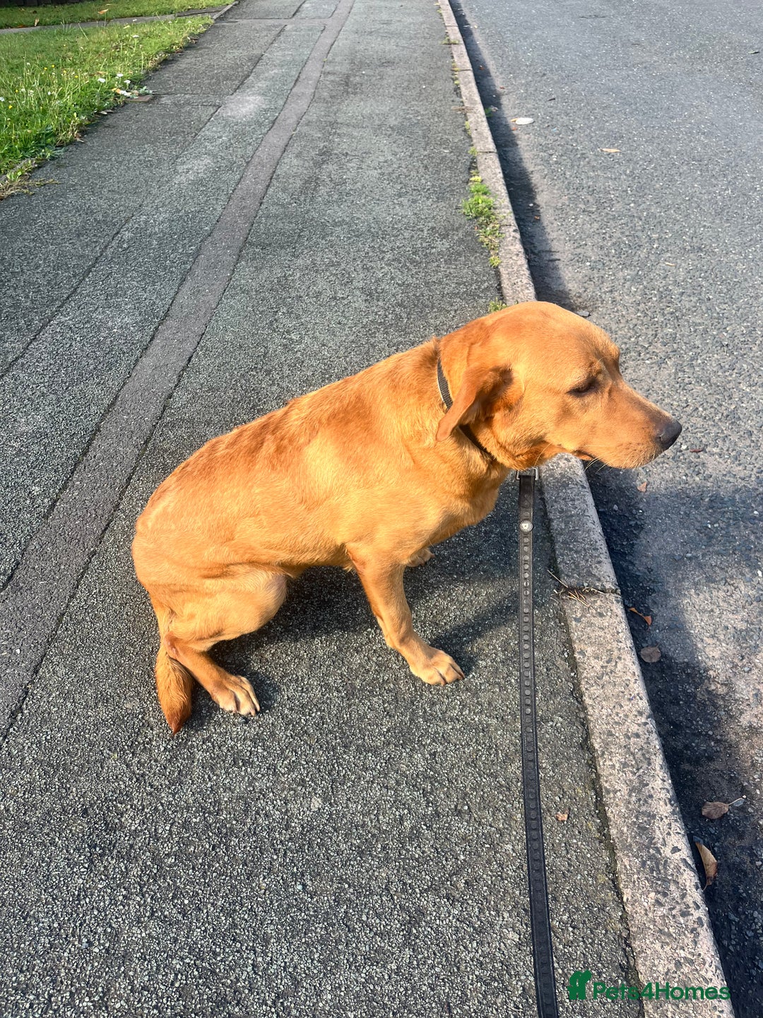 Labrador Retriever dogs for sale: Red fox lab  - Image 4