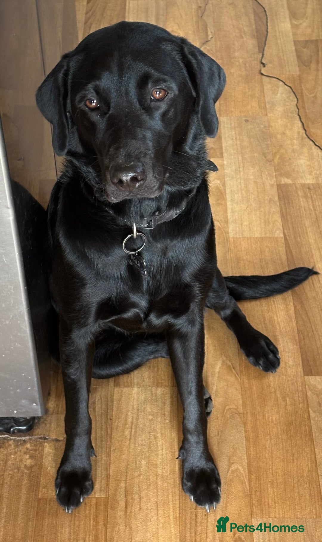 Goldador dogs for sale: Stunning Black Lab/Golden Retriever Puppies - Advert 2