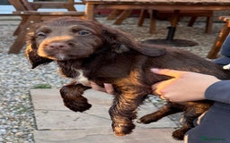 Cocker Spaniel dogs for sale: Working cocker spaniels  - Image 23