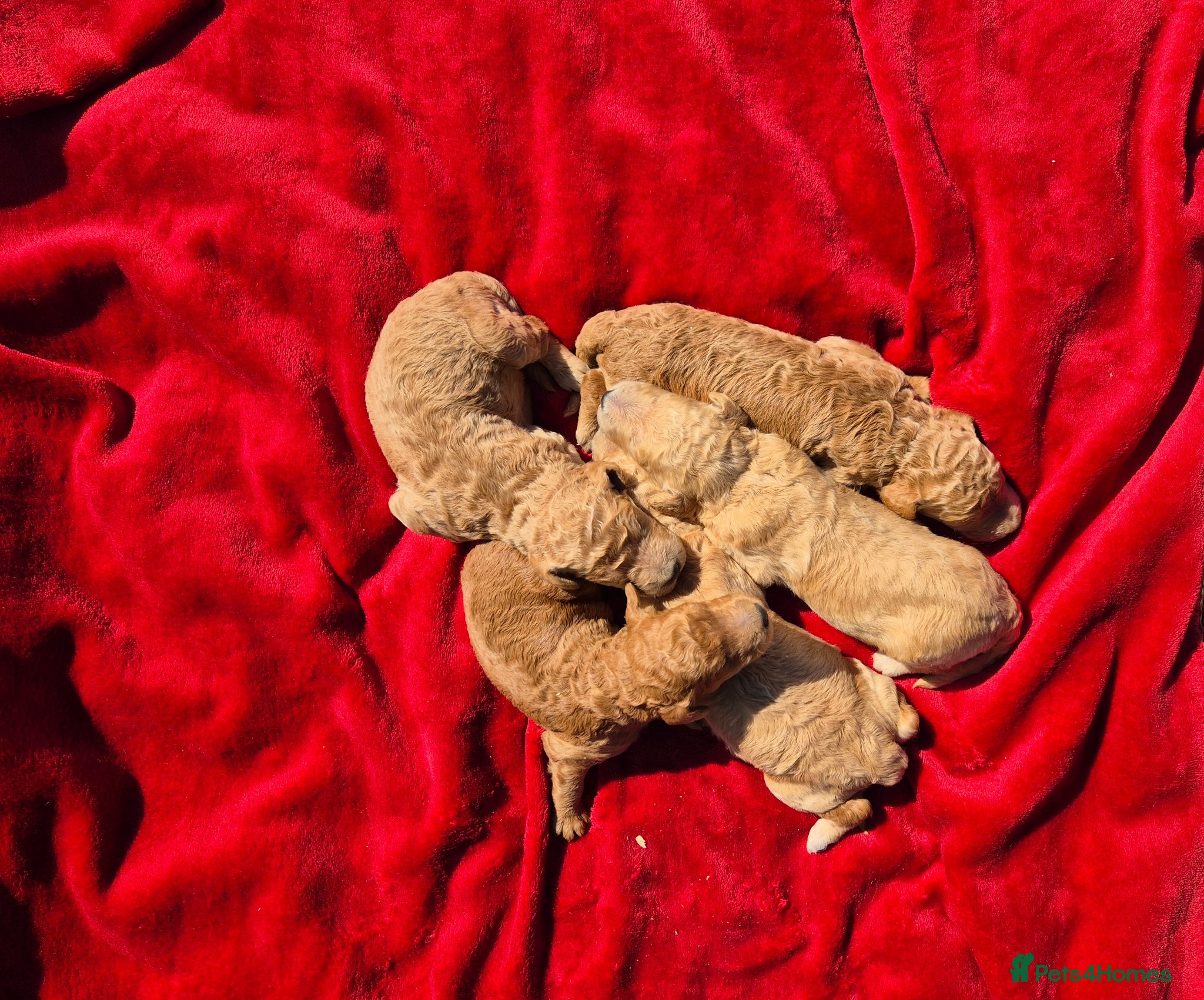 Standard Poodle dogs Red Standard Poodle puppies - Advert 3