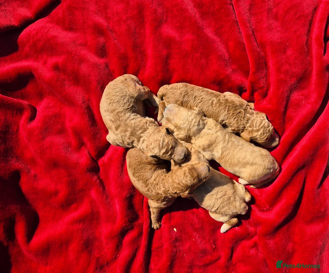 Standard Poodle dogs for sale: Red Standard Poodle puppies - Advert 1