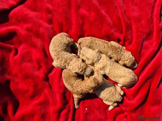 Standard Poodle dogs Red Standard Poodle puppies - Advert 3