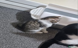 Domestic Shorthair cats for sale: Male tabby cat. - Image 4