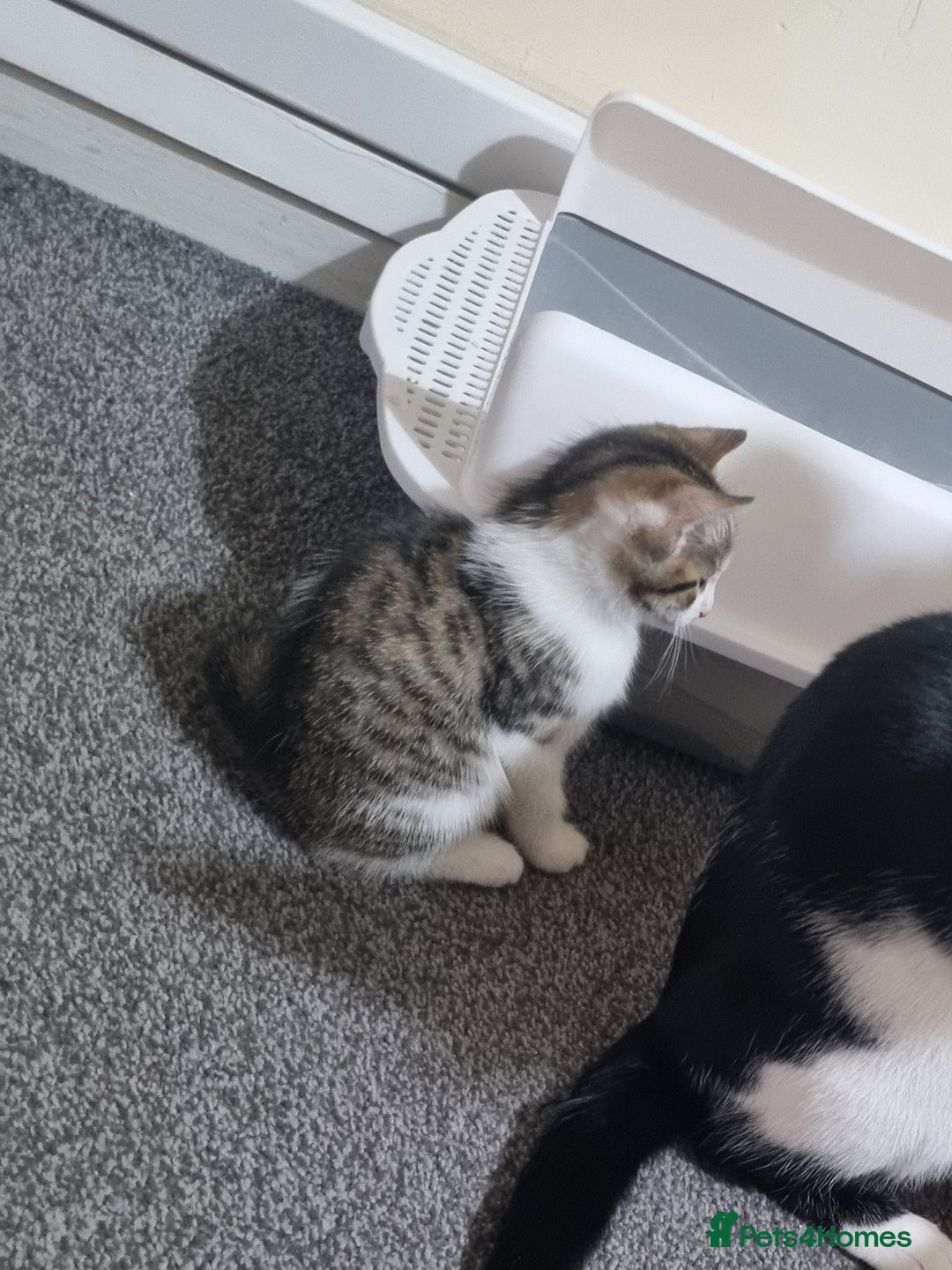 Domestic Shorthair cats for sale: Male tabby cat. - Image 4