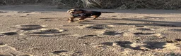 Cocker Spaniel dogs for sale: 3 year old female cocker spaniel  - Advert 4