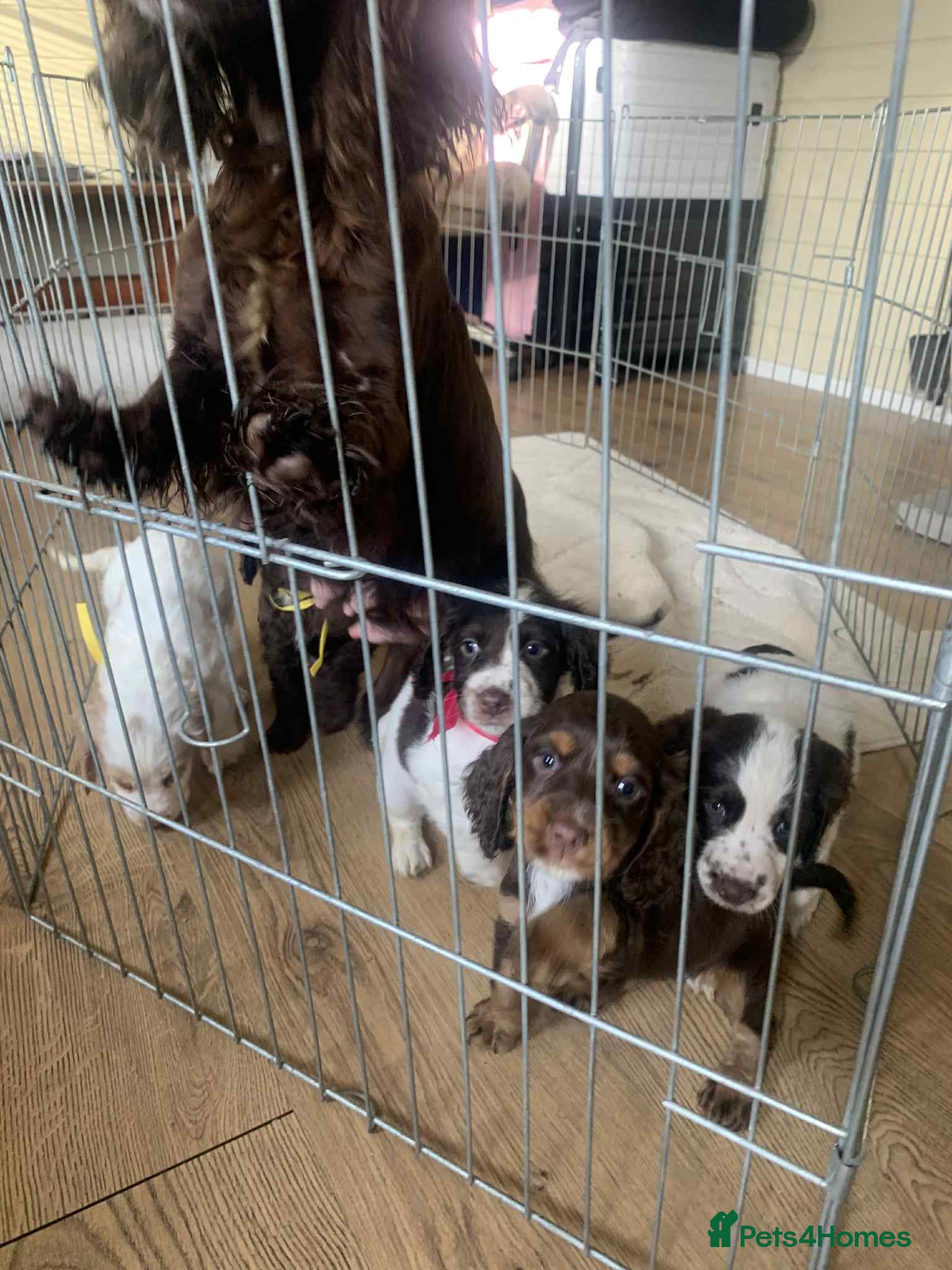 Cocker Spaniel dogs Beautiful cocker spaniel pups - Advert 11