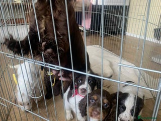 Cocker Spaniel dogs Beautiful cocker spaniel pups - Advert 10