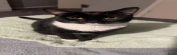 British Shorthair cats for sale: Nova – Spayed Female Cat Looking for a Loving Home - Advert 1