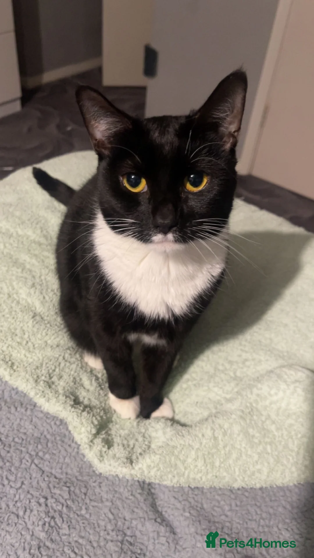 British Shorthair cats for sale: Nova – Spayed Female Cat Looking for a Loving Home - Advert 1