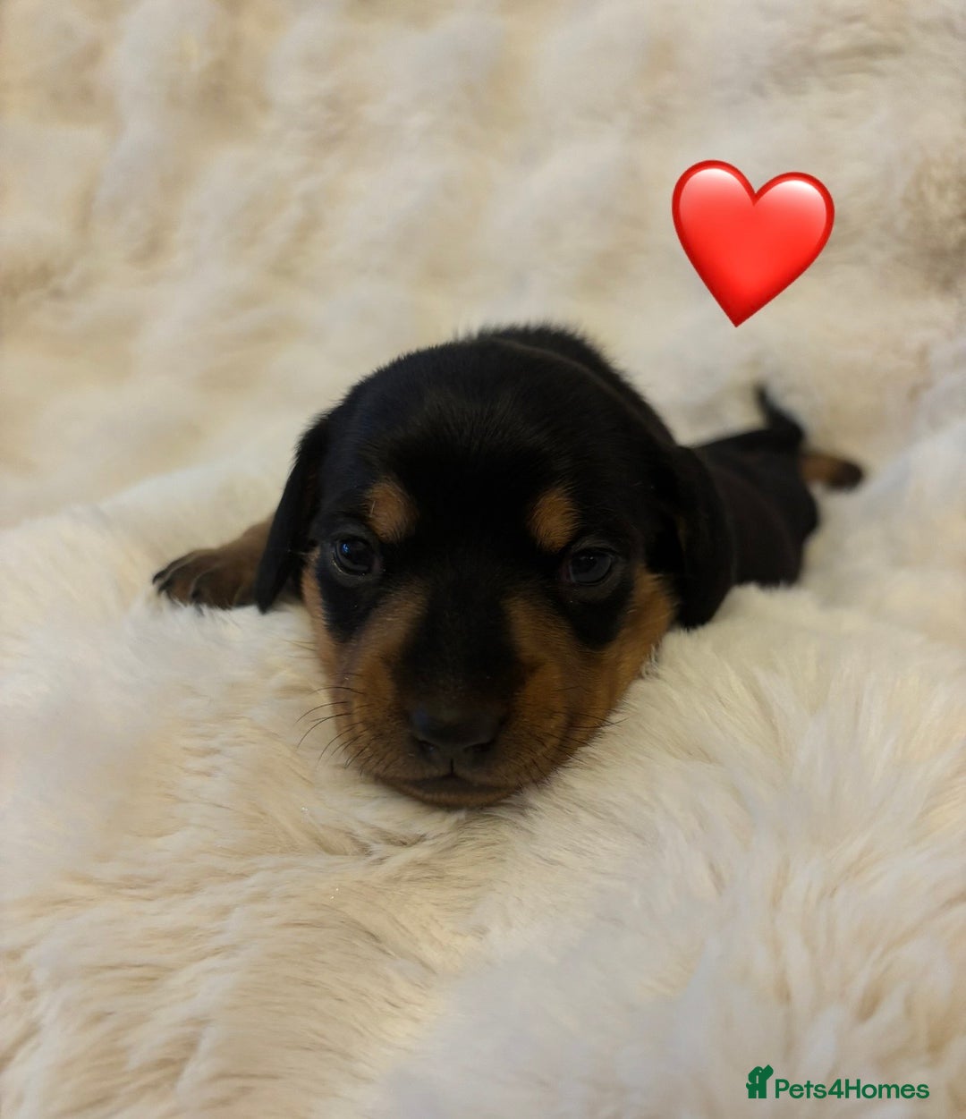 Miniature Dachshund dogs for sale: 🥇KC Registered Miniature Dachshunds Champion Line - Advert 23