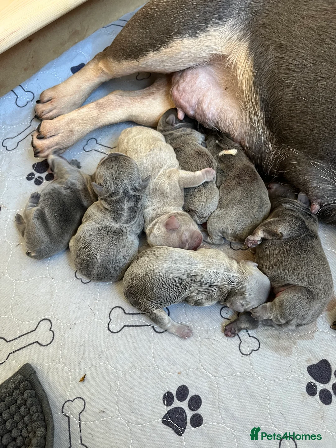 French Bulldog dogs for stud: Stunning French Bulldog For Stud in Dundee - Advert 15