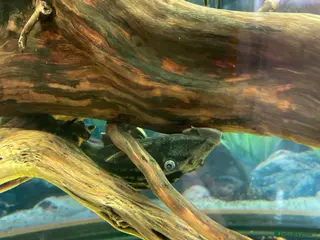 Plecos fish L number Pleco - Advert 17