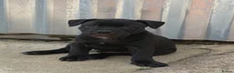 Staffordshire Bull Terrier dogs for sale: Health Tested KC Staffordshire Bull Terriers - Advert 6