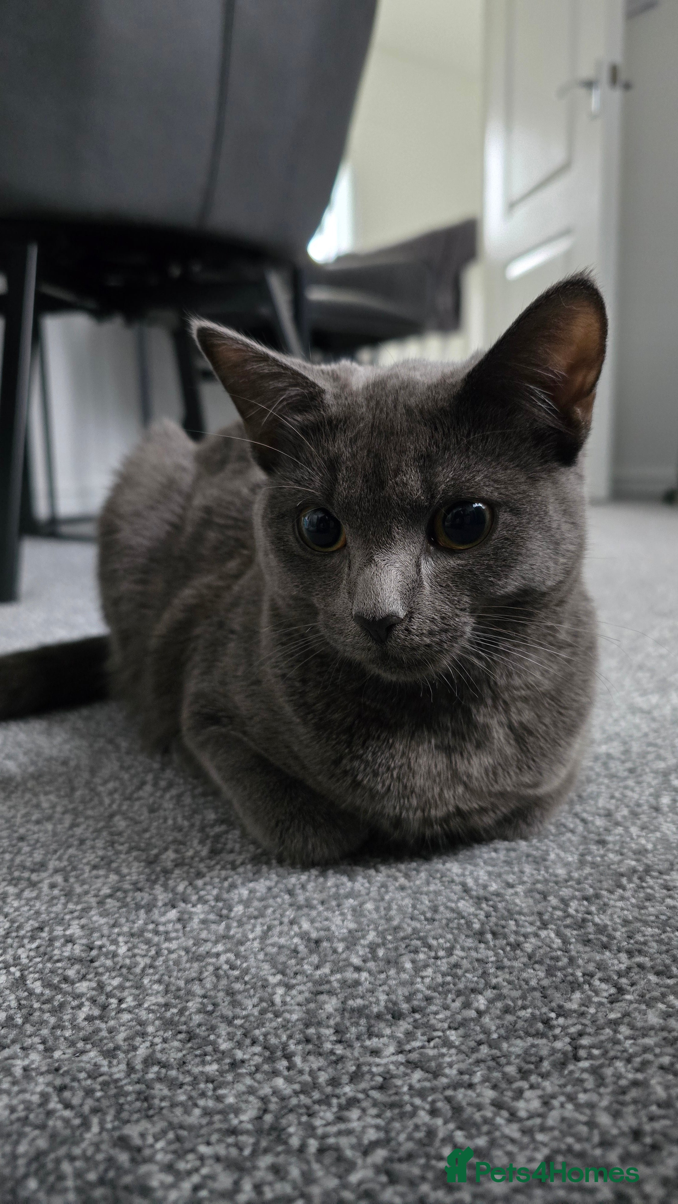 British Shorthair cats Female kitten British/Domestic short hair  - Advert 9