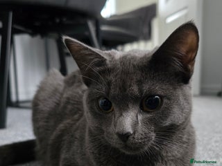 British Shorthair cats Female kitten British/Domestic short hair - Advert 9