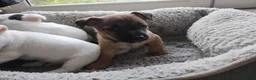 Jack Russell dogs for sale: Adorable Jack Russel Puppies in Liverpool - Advert 7