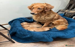 Golden Retriever dogs for sale: Working Golden Retriever - Image 1