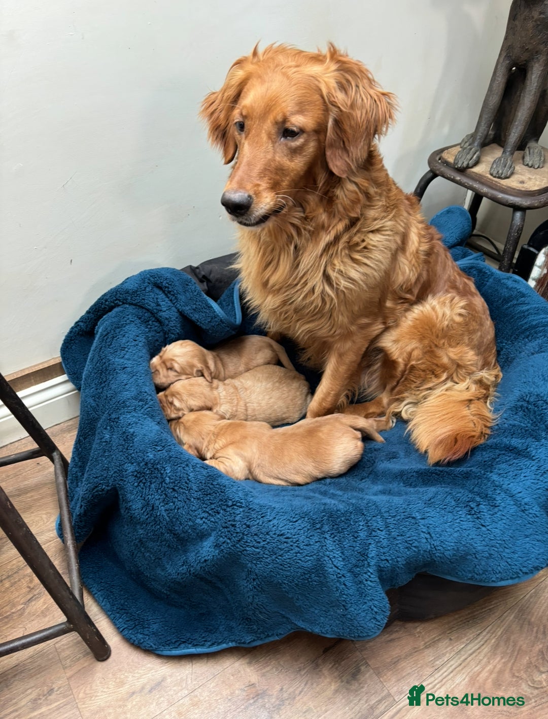 Golden Retriever dogs for sale: Working Golden Retriever - Image 1
