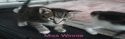 Domestic Shorthair cats for sale: 3 kittens for sale  in Tamworth - Advert 4