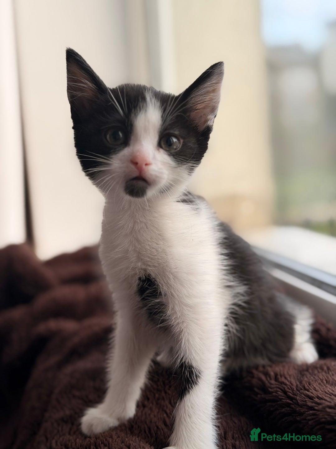 Mixed Breed cats for sale: Mixed breed kittens  - Advert 5