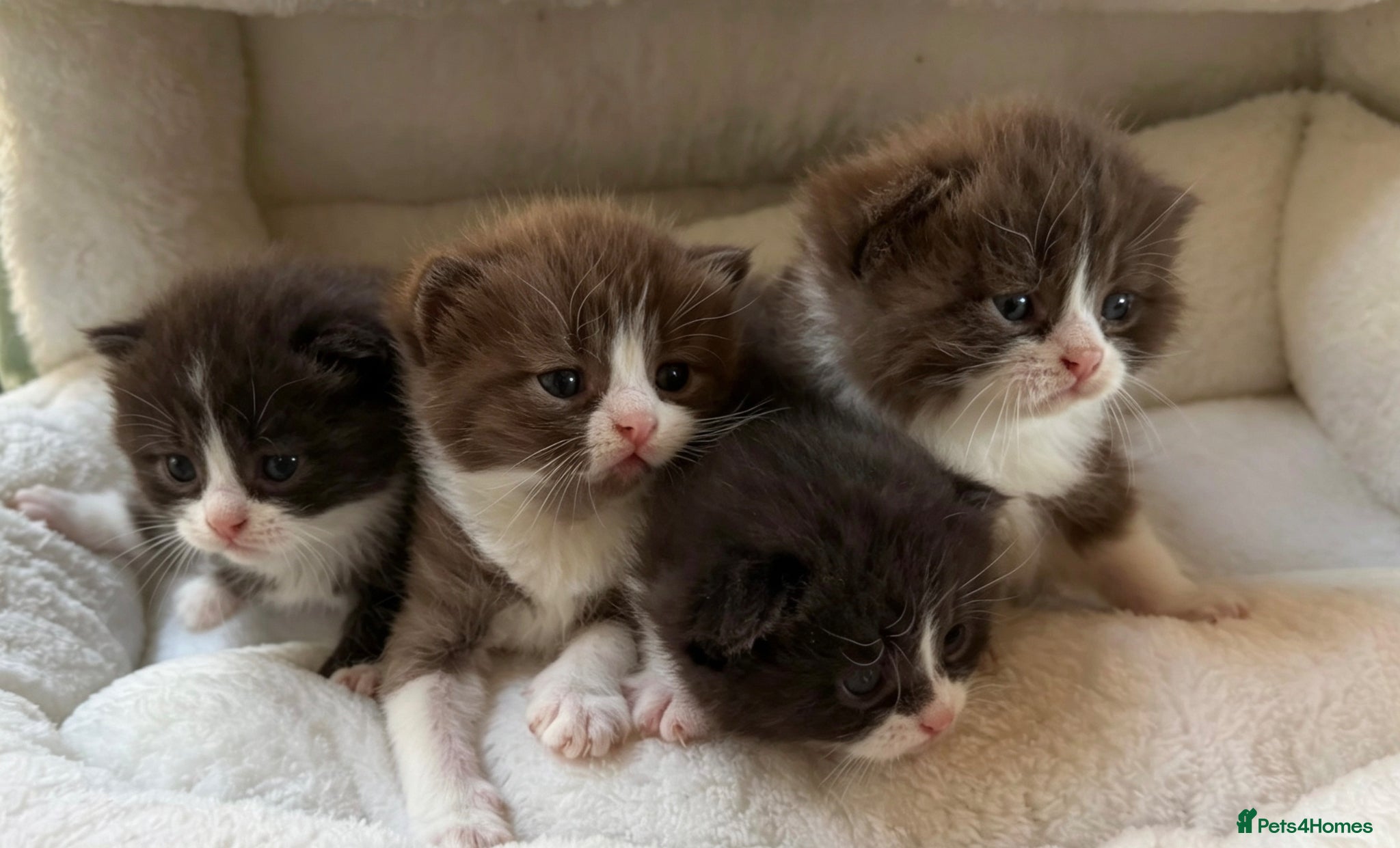 British Shorthair cats Beautiful British shorthairs bi colours  - Advert 6