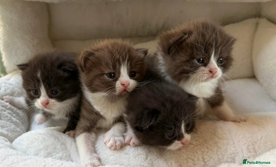 British Shorthair cats for sale: Playful, active, litter trained BSH cross kittens  in Pembroke - Advert 1