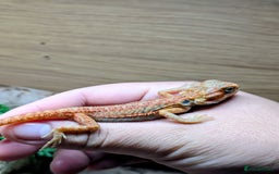 Bearded Dragon reptiles for sale: 50% & 100% red monster bearded dragons  - Image 28