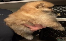 Pomeranian dogs for stud: XXS MICRO Size Champion lines Orange Pomeranian - Image 4