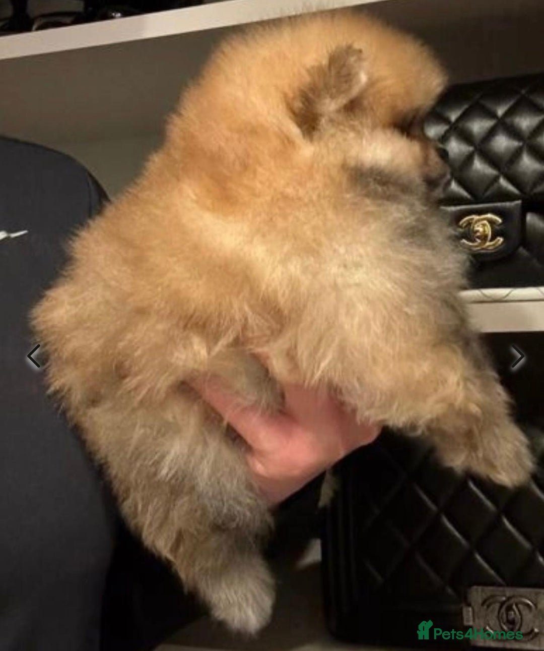 Pomeranian dogs for stud: XXS MICRO Size Champion lines Orange Pomeranian - Image 4