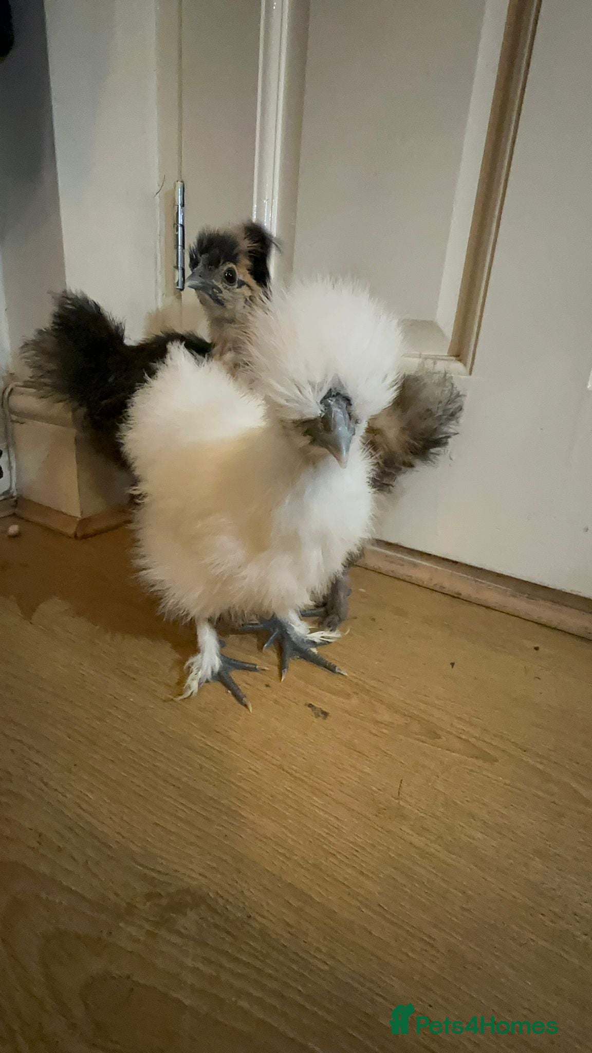Chickens poultry 3 Silkie Purebreds for £70 with food - Advert 7