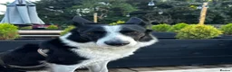 Border Collie dogs for sale:  A 2-Year Sweet & Smart Border Collie - Advert 5