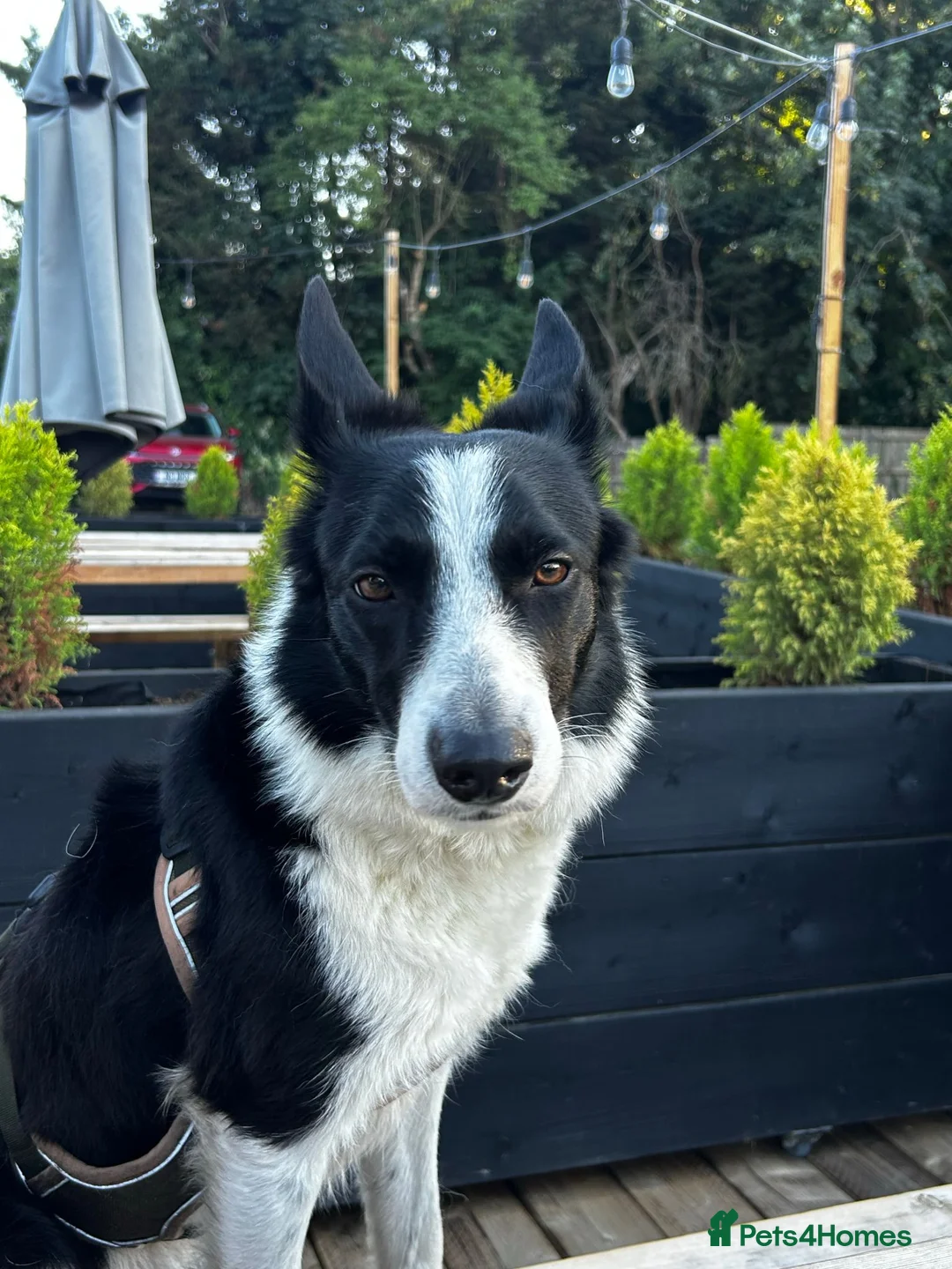 Border Collie dogs for sale:  A 2-Year Sweet & Smart Border Collie - Advert 2