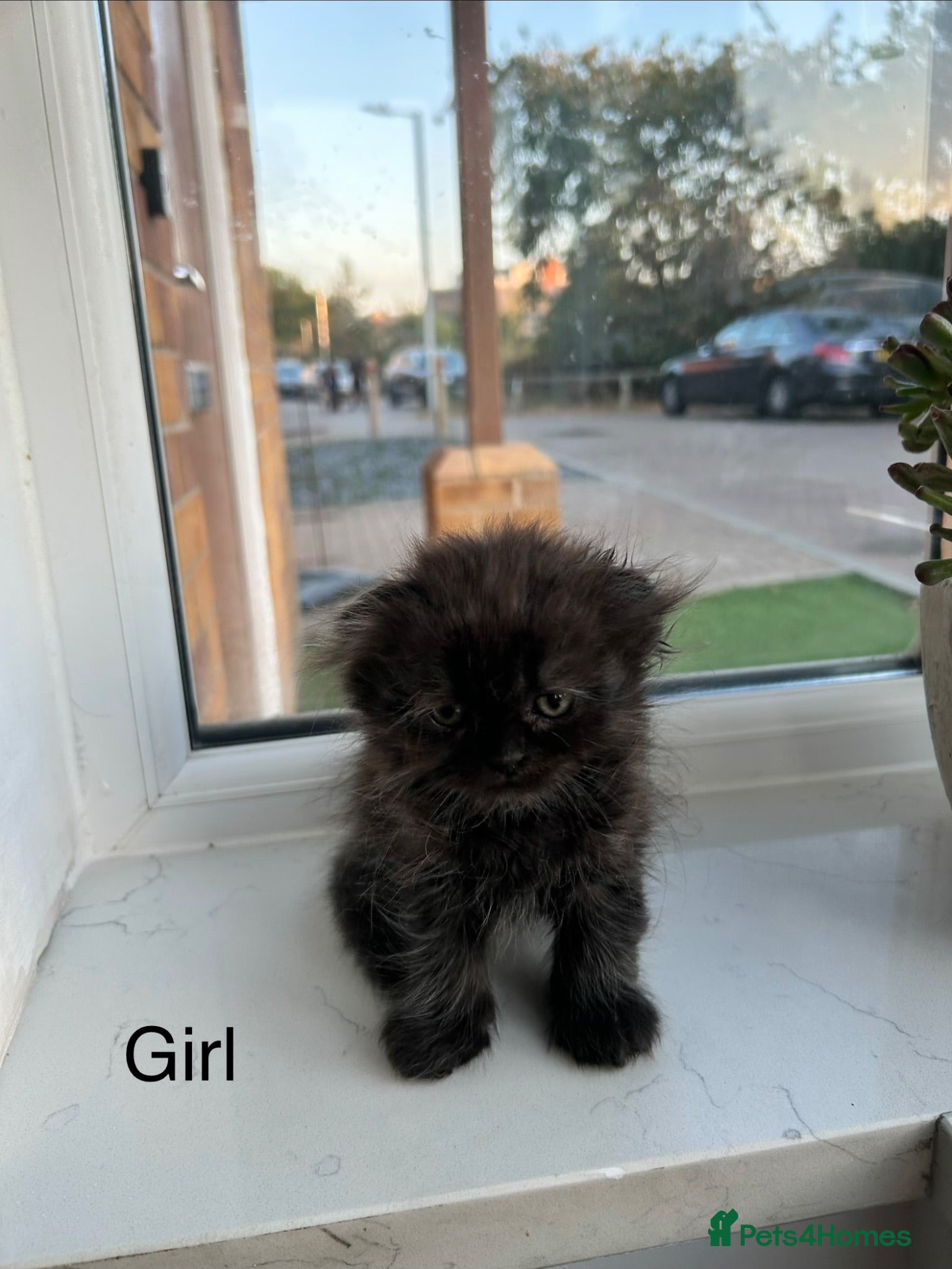 Scottish Fold cats 3 Scottish Fold kittens looking for new homes - Advert 3