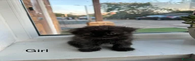 Scottish Fold girl