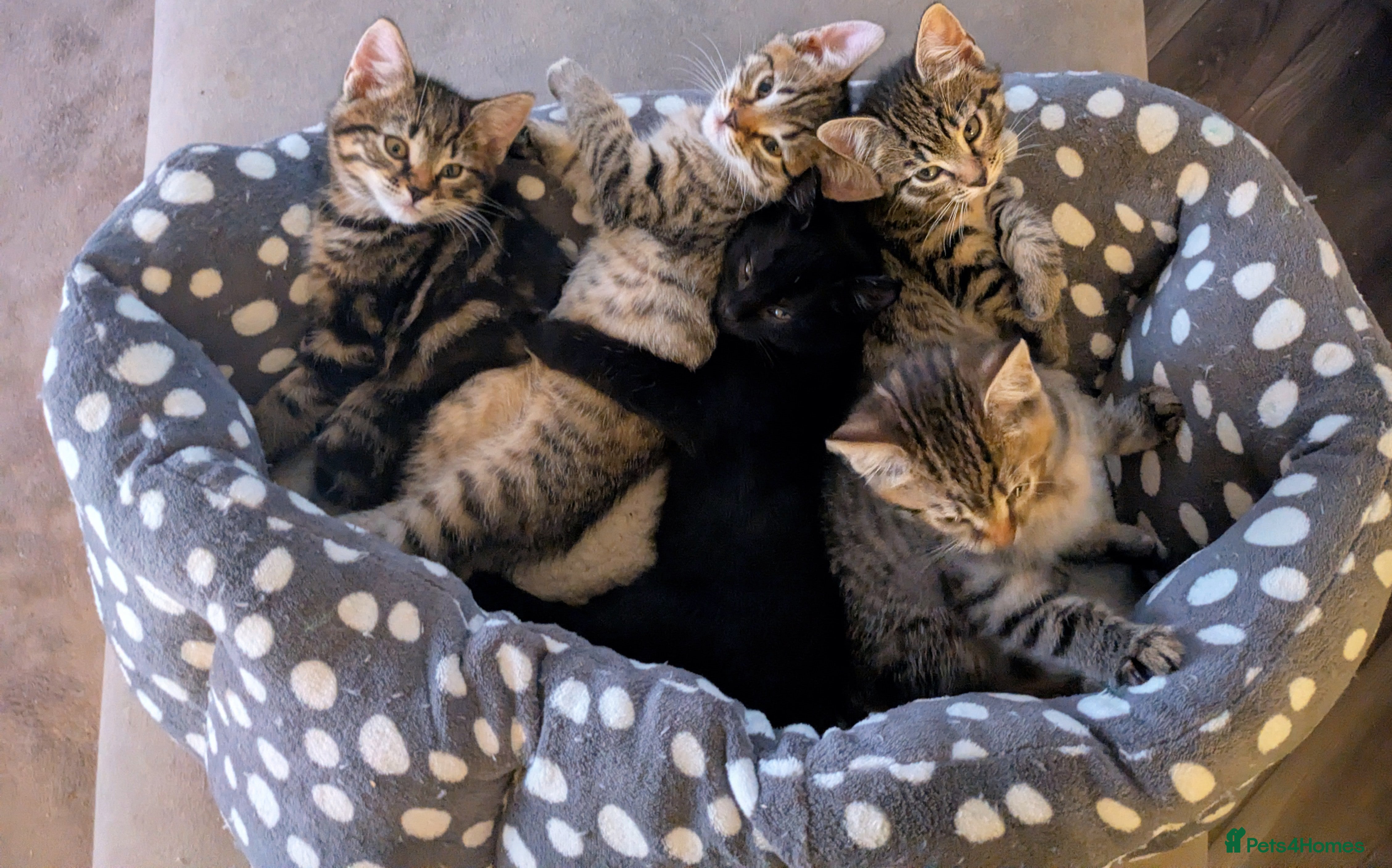 Bengal cats Bengal x American Maine Coon - Ready To Go!  - Advert 3