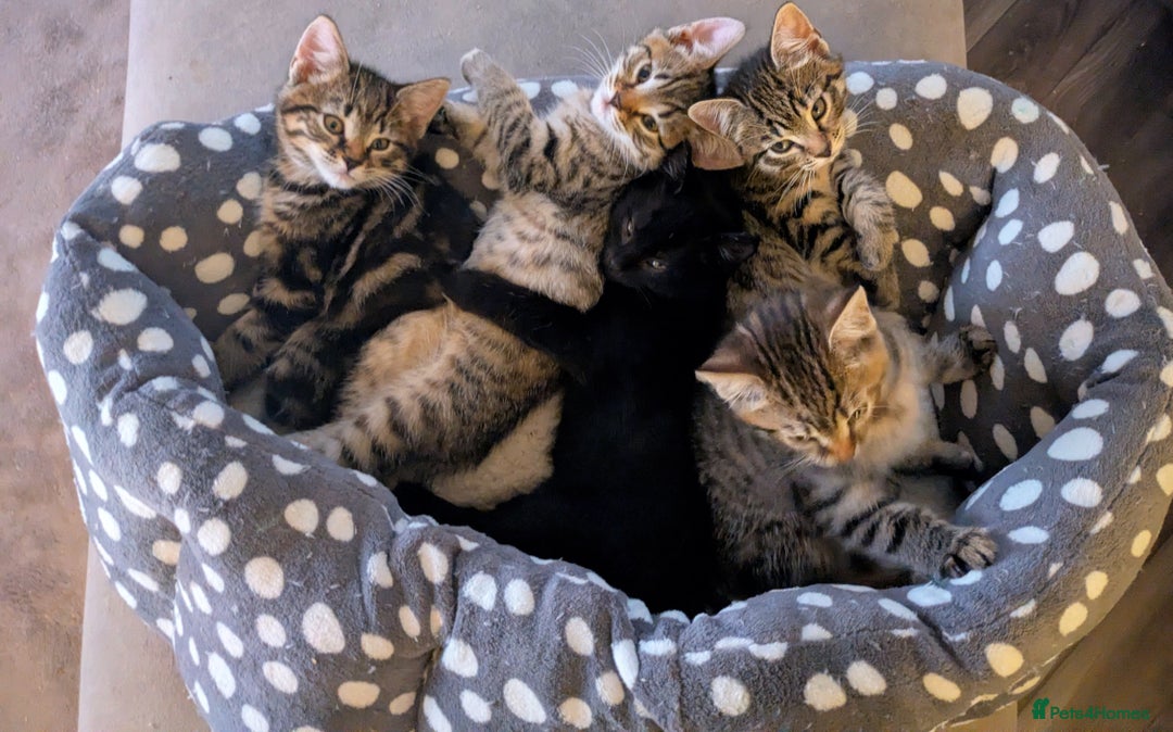 Bengal cats for sale: Bengal x American Maine Coon - Ready To Go!  - Advert 1