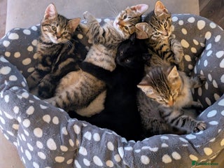 Bengal cats Bengal x American Maine Coon - Ready To Go! - Advert 1