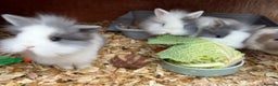Lionhead rabbits for sale: Baby lion lop bunnies for sale  - Advert 1
