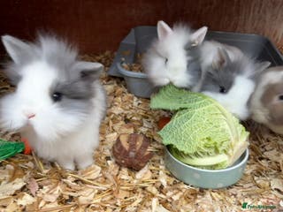 Lionhead rabbits Baby lion lop bunnies for sale - Advert 1