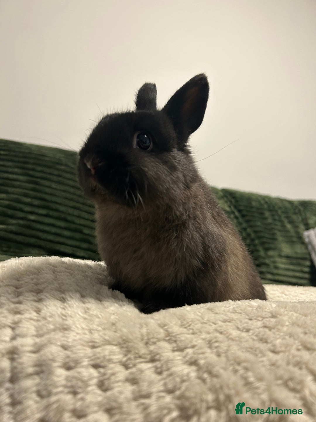 Netherland Dwarf rabbits for sale: Netherland dwarf brothers ready to go  - Advert 9