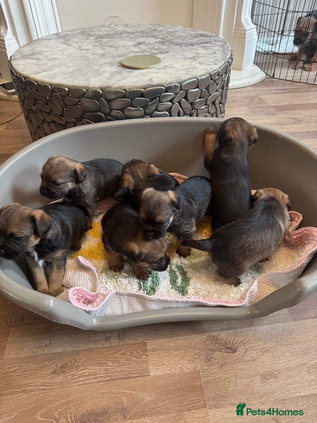 Border Terrier dogs for sale: Gorgeous litter of 7 Border terrier puppies 5F 2M - Advert 5