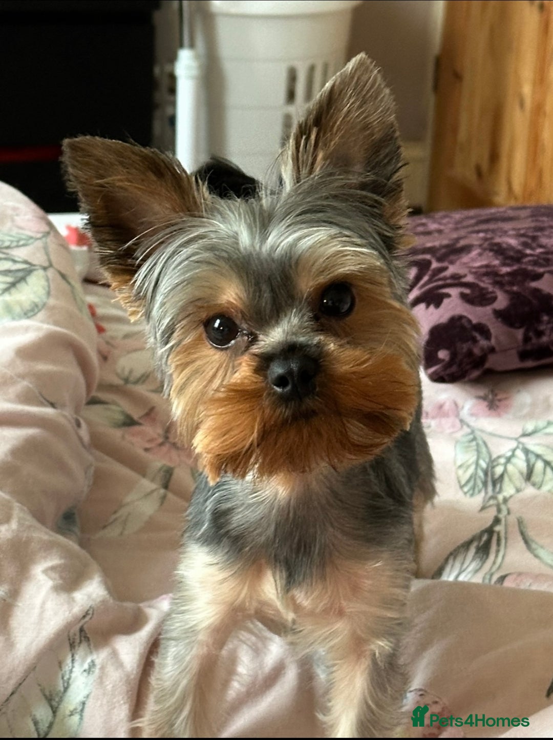 Maltese dogs for sale: Male puppy  - Advert 10