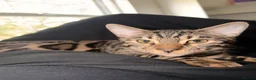 Bengal cats for sale: Kairo 16 month old Boy Bengal in Gillingham - Advert 1