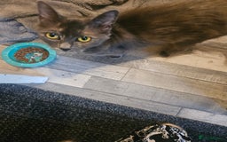 Maine Coon cats for sale: 2 females  - Image 3